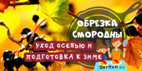 Подрязване на касис през есента за начинаещи стъпка по стъпка